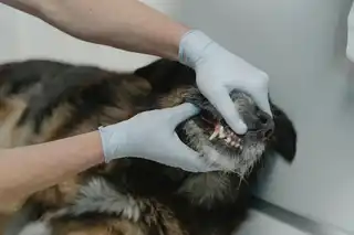 Dentisterie