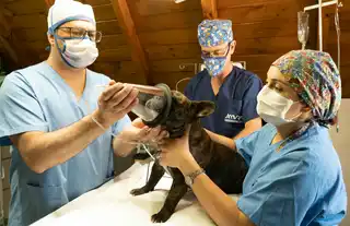 Chirurgie