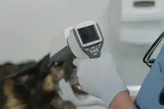 La stérilisation des chats